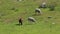 Sheep Grazing