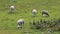 Sheep grazing