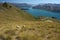Sheep grazing above lake Wanaka