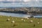 Sheep grazing above New Zealand coast