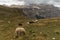 Sheep grazing on alpine meadow in Dolomites