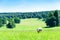 Sheep grazing at Bakewell, Derbyshire, England