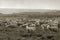 Sheep grazing at Bardenas desert