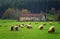 Sheep grazing in Basque Country