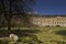 Sheep grazing in Bath, Somerset