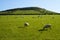 Sheep grazing on Brent Knoll Somerset