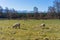 Sheep grazing with Cairngorm Mountains in the distance