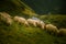 Sheep grazing in Carpathian mountains