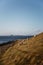 Sheep grazing on a cliff by the water on Isle of Skye, Scotland.