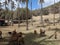 Sheep grazing among coconut trees in the grenadines