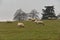 Sheep grazing in Cotswolds Park in United Kingdom