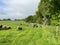 Sheep grazing in the countryside