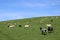 Sheep grazing on Cumbrian fellside