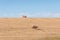 Sheep grazing dry and lifeless grass on paddock. Drought scene