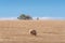 Sheep grazing dry and lifeless grass on paddock. Drought scene