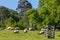 Sheep grazing at Dumfries House in Cumnock, Scotland, UK.