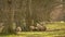 Sheep grazing, eating grass walking in a field with trees on a farm in golden evening sunshine