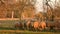 Sheep grazing, eating grass walking in a field with trees and a fence