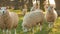 Sheep grazing, eating grass walking in a field with trees and a fence on a farm at sunset or sunrise