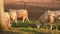 Sheep grazing, eating grass walking in a field with trees and a fence on a farm at sunset or sunrise