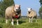 Sheep grazing on embankment of the river Meuse