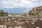 Sheep grazing in an enclosure