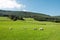 Sheep grazing in the english countryside.