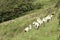 Sheep grazing on Exmoor