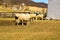 Sheep Grazing in a Field