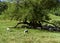 Sheep grazing in a field