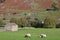 Sheep grazing by field barn, Muker, Swaledale, UK