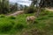 Sheep grazing in a field in Colombia.