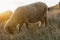 Sheep grazing in the field enjoying last hour of sunshine