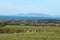 Sheep grazing in field on farmland pastures in north County Sligo