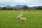 Sheep grazing in a field in north Wales
