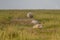 Sheep grazing in a field. Sheep taking a rest in the field. Sheep in the sun in august at the North Sea, Hamburger Hallig, Schlesw