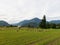 Sheep grazing in the fields of Los Rios Region, Valdivia zone, in southern Chile, Araucania Andean