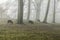 Sheep grazing in a foggy forest