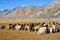 Sheep grazing at foot of Snow Mountain on Pamirs in Fall