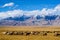 Sheep grazing at foot of Snow Mountain on Pamirs in Fall