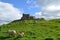 Sheep Grazing in Front of the Rock of Cashel