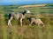 Sheep grazing on Gower peninsula in Wales