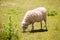 Sheep grazing grass in Menorca Balearic