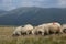 Sheep grazing the grass on mountain peaks