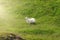 Sheep grazing on grassland in countryside