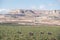 Sheep grazing in the grasslands