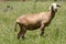 Sheep grazing on green grass hill