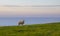 Sheep grazing on green grass at sunset