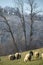 Sheep grazing on a green hill, Poronin, Poland