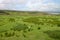 Sheep grazing in a green Irish field, Connemara, Galway county, Ireland